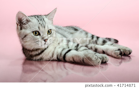 beautiful little kitten beautiful little kitten 41714871