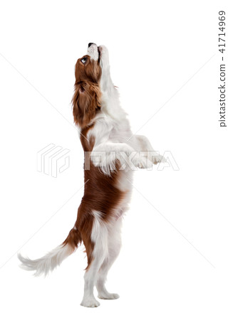 Cavalier King Charles Spaniel Cavalier King Charles Spaniel 41714969
