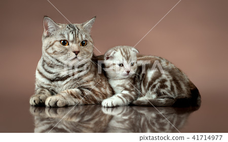 family cat's scottish fold 41714977