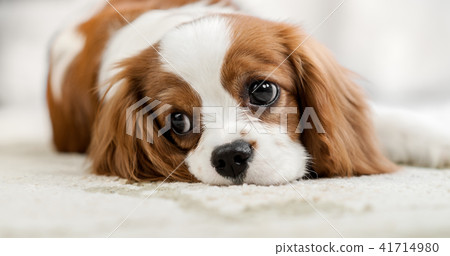 Cavalier King Charles Spaniel Cavalier King Charles Spaniel 41714980