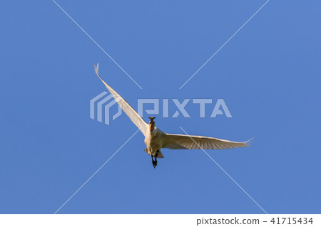 Common Spoonbill in flight Common Spoonbill in flight 41715434