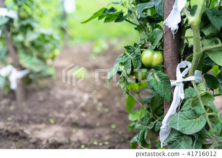 Cultivation of organic food, bush green tomatoes Cultivation of organic food, bush green tomatoes 41716012