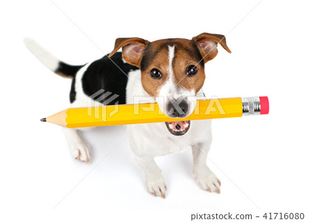Dog sitting and hold large yellow pencil Dog sitting and hold large yellow pencil 41716080