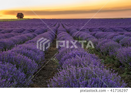 blooming lavender field blooming lavender field 41716297