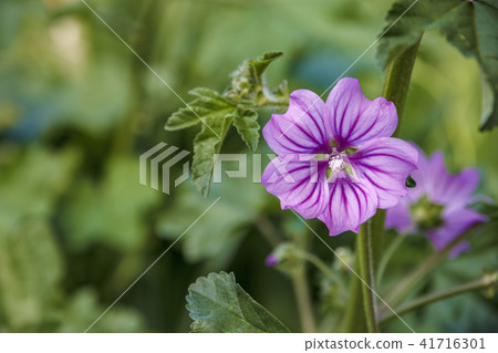 beautiful garden flower  41716301