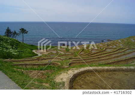 Ishikawa prefecture white rice one thousand sheets 41716302