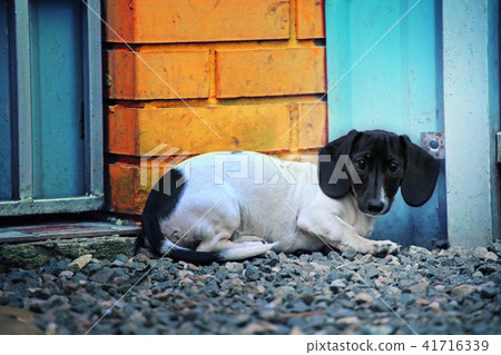 Dachshund Dog Urban Street 41716339