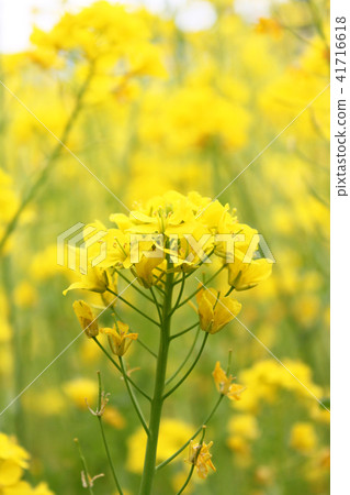 強姦開花 41716618