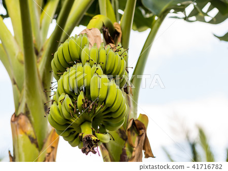green banana big branch row of parallel fruits green banana big branch row of parallel fruits 41716782