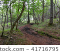 森林 41716795