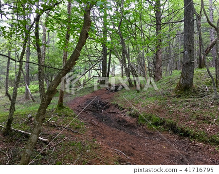 森林 森林 41716795