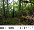 森林 41716797