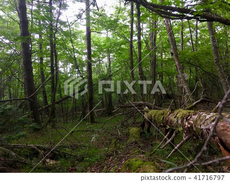 森林 森林 41716797