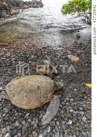 Green Sea Turtles Green Sea Turtles 41716842