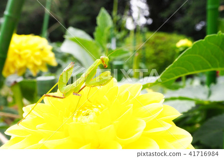 毛蟲幼蟲和大麗花花 41716984