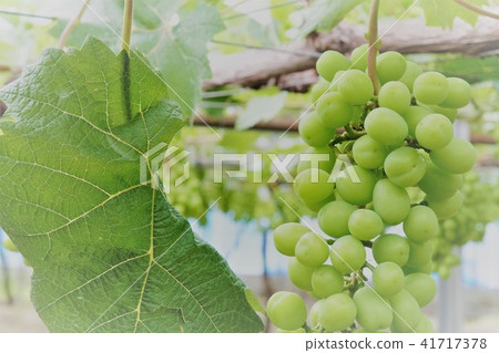 A little more until the harvest of Shine Muscat A little more until the harvest of Shine Muscat 41717378