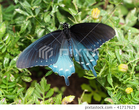 在葉子上傳播羽毛並用扇貝捕獲 41717625