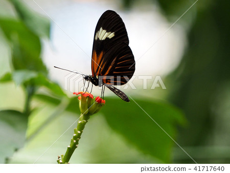 Venice sucking flower nectar Venice sucking flower nectar 41717640