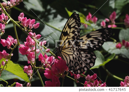 抽桃紅色花花蜜的Swallowtail蝴蝶 抽桃紅色花花蜜的Swallowtail蝴蝶 41717645