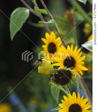 A sunflower seed ginseng 41717660