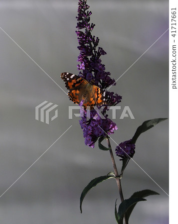 Spread a wing on a pink flower and stop snatching Spread a wing on a pink flower and stop snatching 41717661