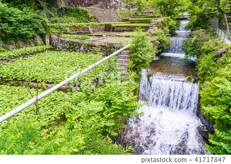 （靜岡縣）賽馬場的芥末場 41717847