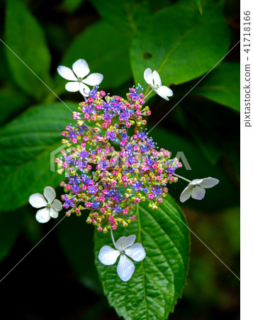花繡球花 花繡球花 41718166