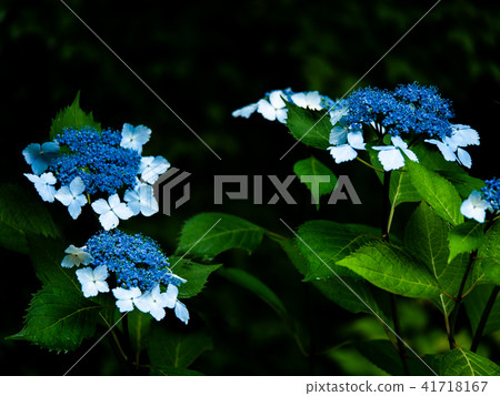 繡球花 繡球花 41718167
