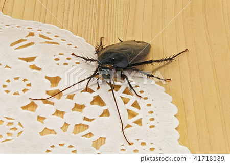 蟑螂（深度合成） 41718189