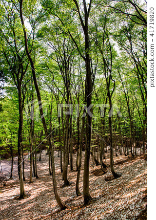 Early spring of beautiful forest Early spring of beautiful forest 41719820