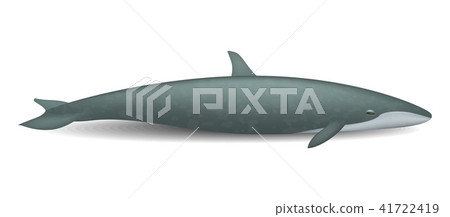 Big whale mockup, realistic style Big whale mockup, realistic style 41722419