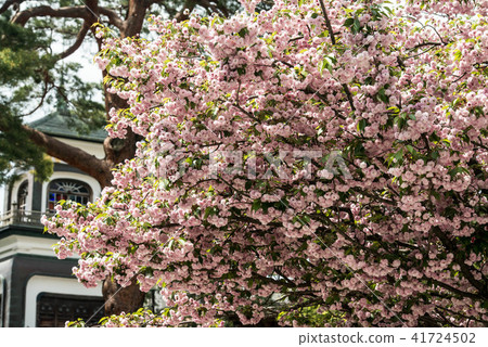 Okayama Shrine's Kikura cherry tree 41724502