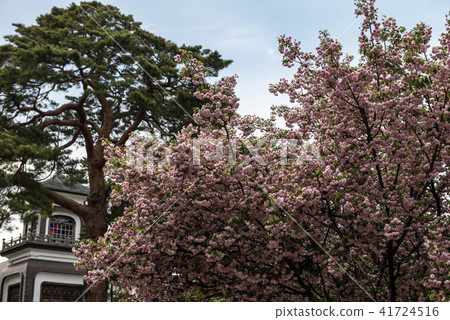 Okayama Shrine's Kikura cherry tree Okayama Shrine's Kikura cherry tree 41724516