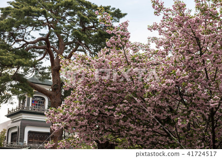 Okayama Shrine's Kikura cherry tree Okayama Shrine's Kikura cherry tree 41724517