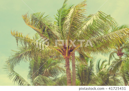 Palm Tree Vintage 41725431