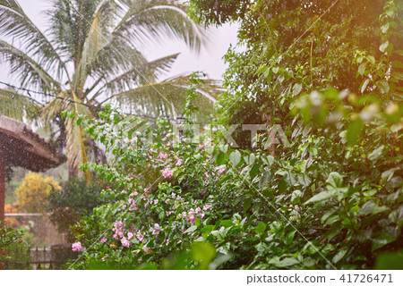 Rain season in tropic climate Rain season in tropic climate 41726471