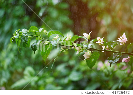Rain season in tropic Rain season in tropic 41726472