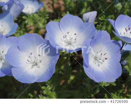 Nemophila (Mensge In Insignis) Nemophila (Mensge In Insignis) 41726500