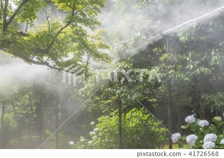 幹霧在花園裡 41726568