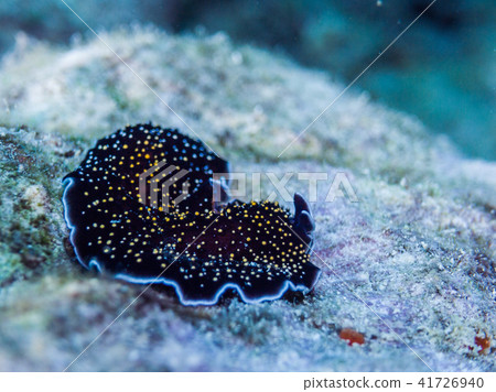 Mimicry that mimics a sea anemone. Yap Island, Federated States of Micronesia 41726940