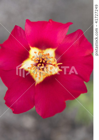 Orange stamens on a red flower background close-up Orange stamens on a red flower background close-up 41727249
