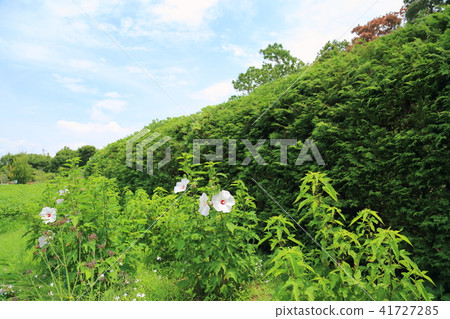 Titan viscous flowers Titan viscous flowers 41727285
