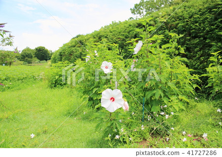 Titan viscous flowers 41727286