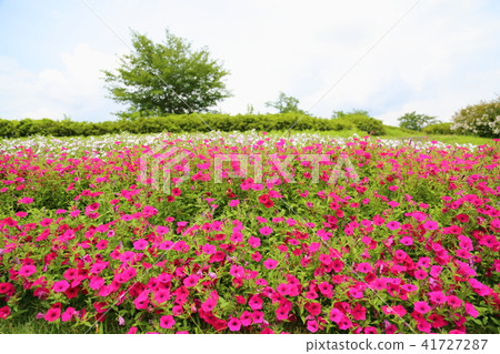 Summer park Petunia flowers 41727287