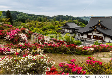 Azalea Falcon Temple of Azalea 41727311