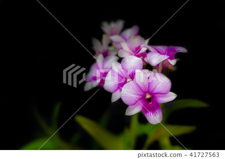 purple and white orchid flowers 41727563