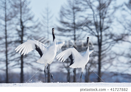 Cranes dancing with two (Hokkaido) 41727882