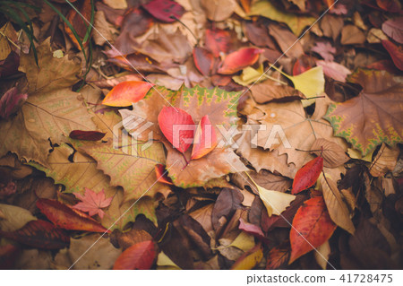 Fallen leaves Fallen leaves 41728475