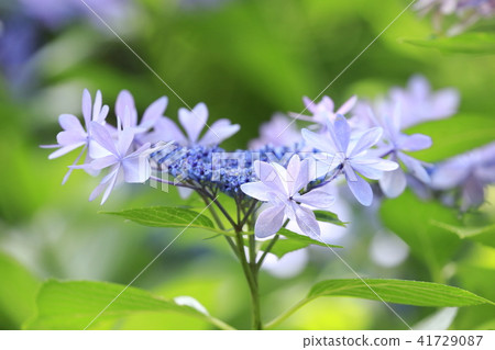 丁香紫色繡球花初夏花 丁香紫色繡球花初夏花 41729087