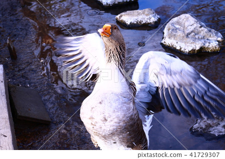 一隻鳥 一隻鳥 41729307